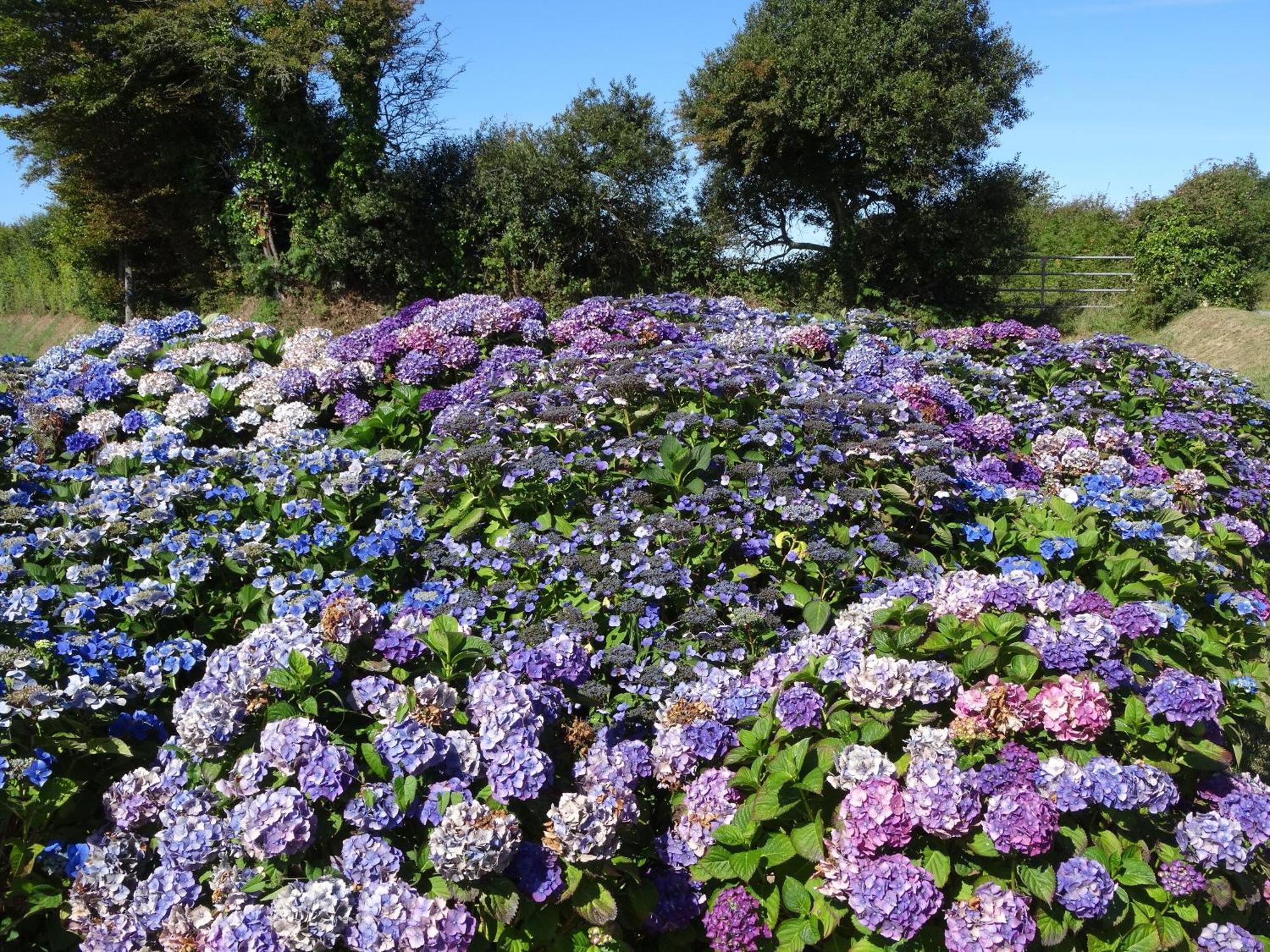 Gite "Rose Des Sables" - 800M De La Plage De Surtainville, Proche Commerces - Piscine En Juillet Et Aout ภายนอก รูปภาพ