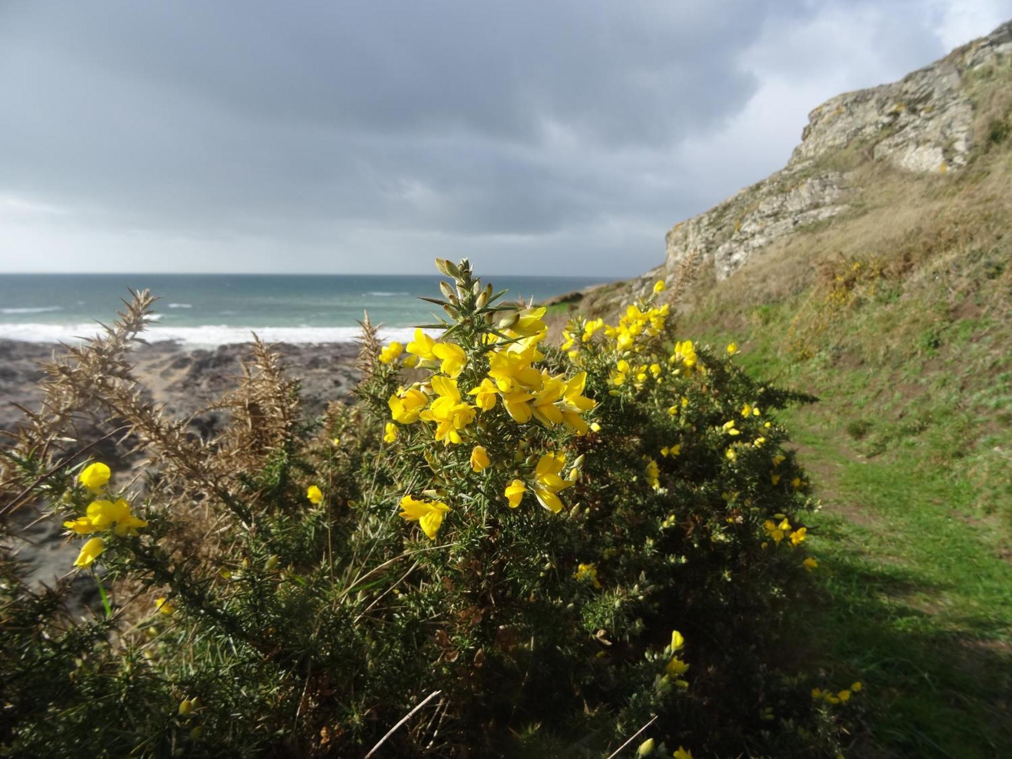 Gite "Rose Des Sables" - 800M De La Plage De Surtainville, Proche Commerces - Piscine En Juillet Et Aout ภายนอก รูปภาพ